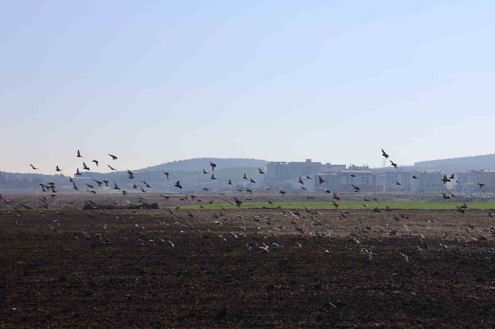 Kahramanmaraş&rsquo;ta g&uuml;vercinlerden g&ouml;rsel ş&ouml;len
