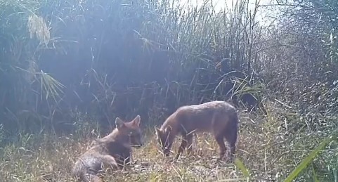 &Ccedil;ankırı&rsquo;da yaban hayatı fotokapanda
