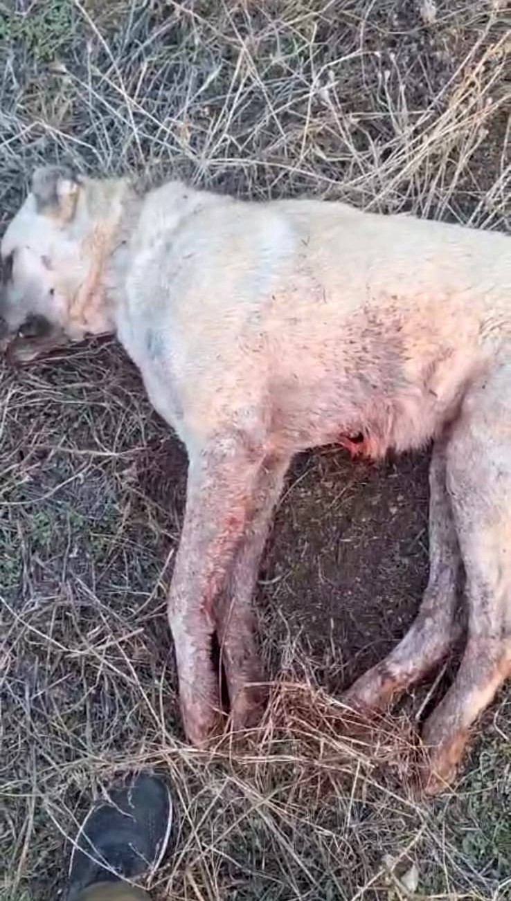 Elazığ’da kangal köpeği tüfekle vurularak öldürüldü
