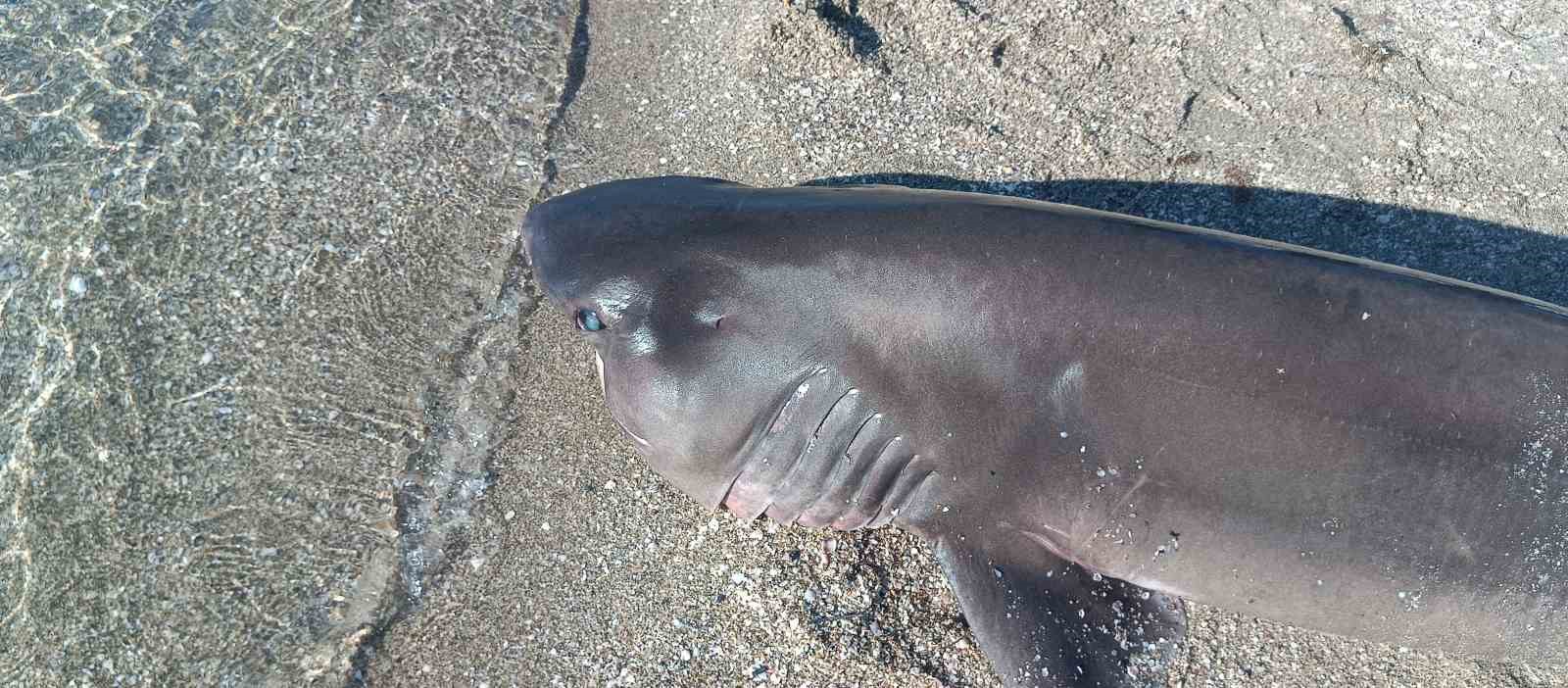 Tekirdağ&rsquo;da sahilde k&ouml;pek balığı bulundu
