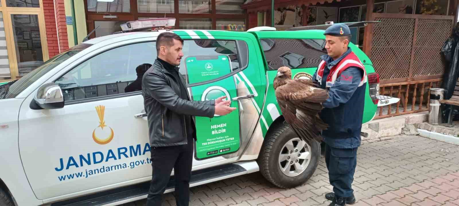 Karaman’da yaralı bulunan Kızıl Şahin koruma altına alındı