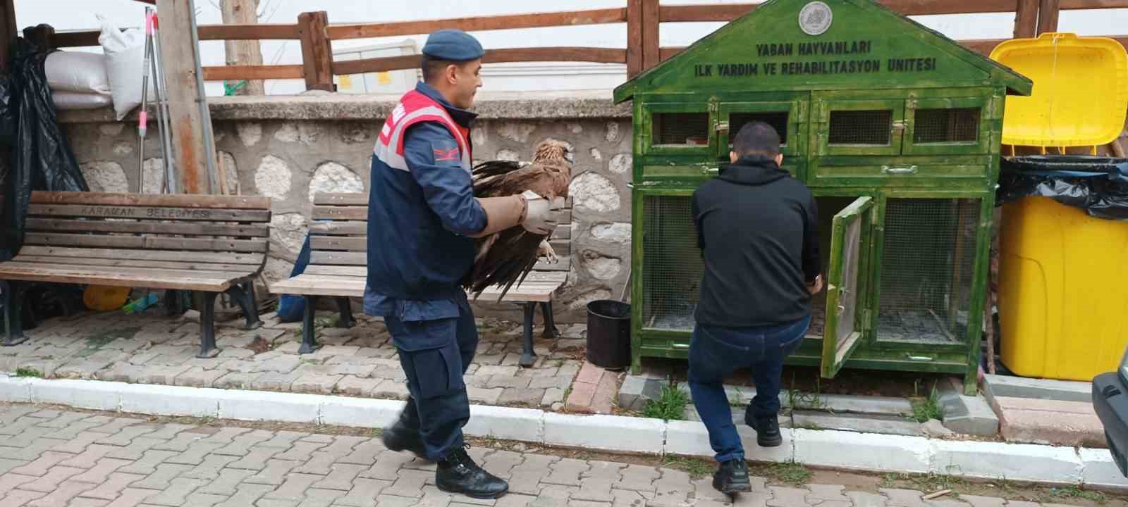 Karaman’da yaralı bulunan Kızıl Şahin koruma altına alındı
