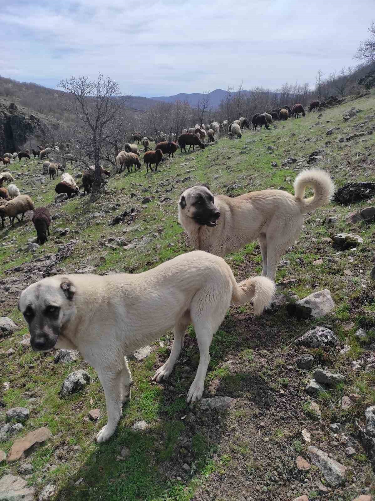 Elazığ’da avcılar bir kangalı telef edip birini de yaraladı