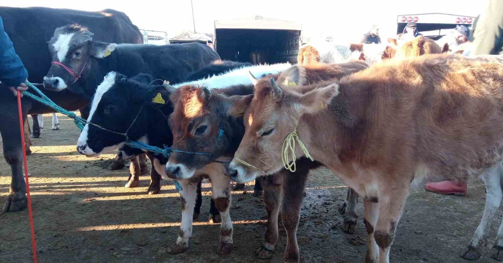 Yozgat’ta üç ilçede hayvan pazarları geçici olarak kapatıldı
