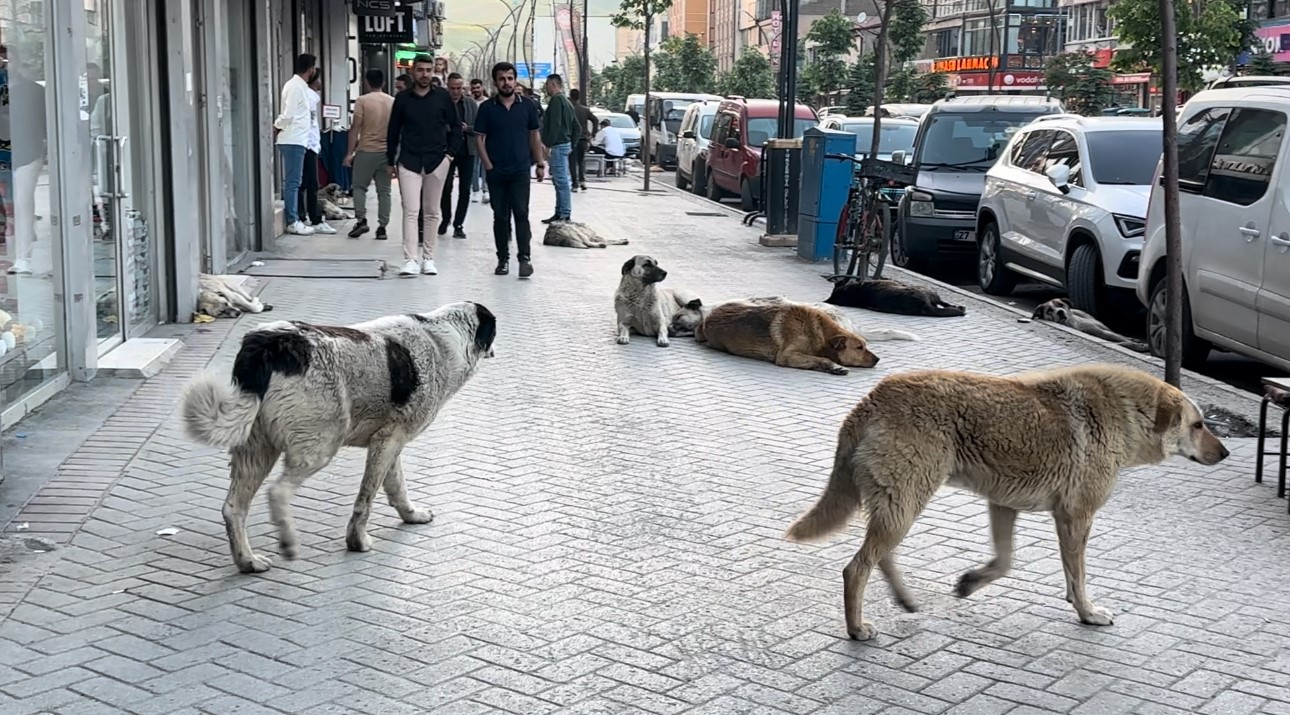 Yüksekovalı vatandaşlar tepkili: "Sokak köpekleri bir an önce toplatılsın"