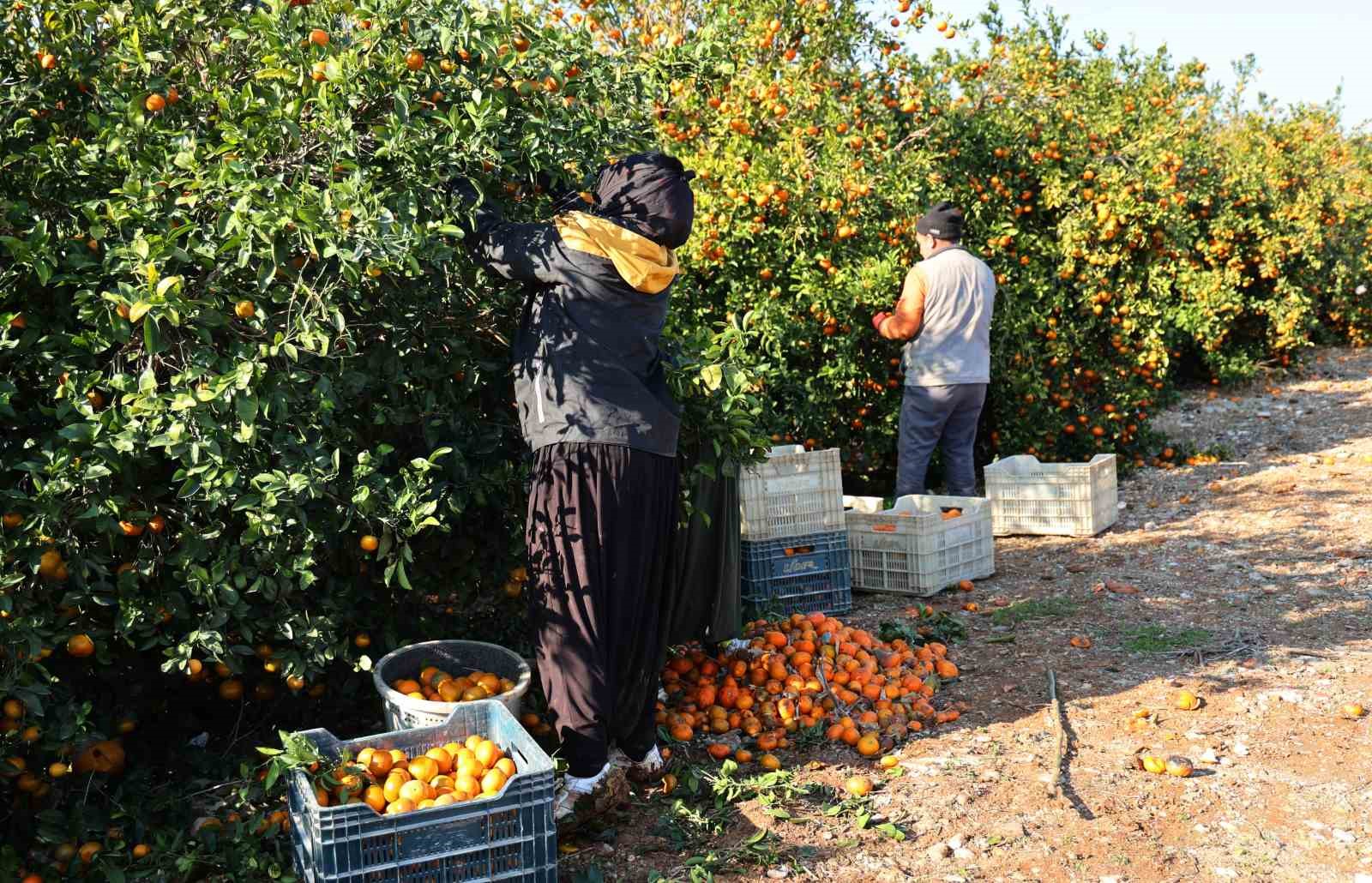 Tarım sektörü temsilcileri ve elciler arasında ’Suriyeli işçi’ polemiği