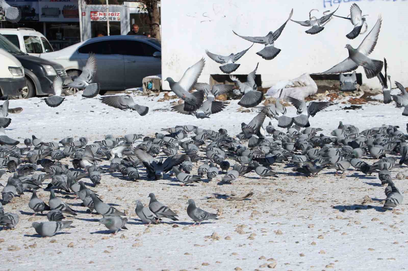 Van&rsquo;da g&uuml;vercinlerin yem m&uuml;cadelesi b&uuml;y&uuml;ledi
