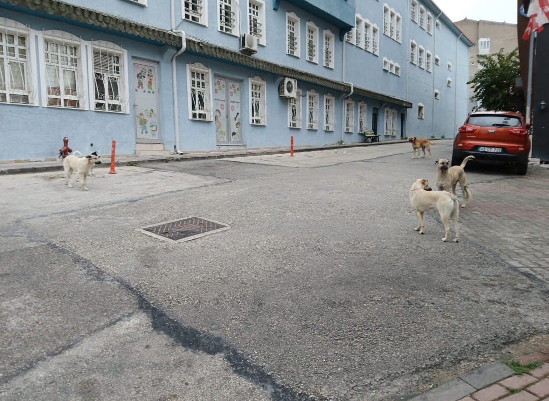 Bilecik’te başıboş köpekler yüzünden vatandaşlar sokağa çıkamıyor