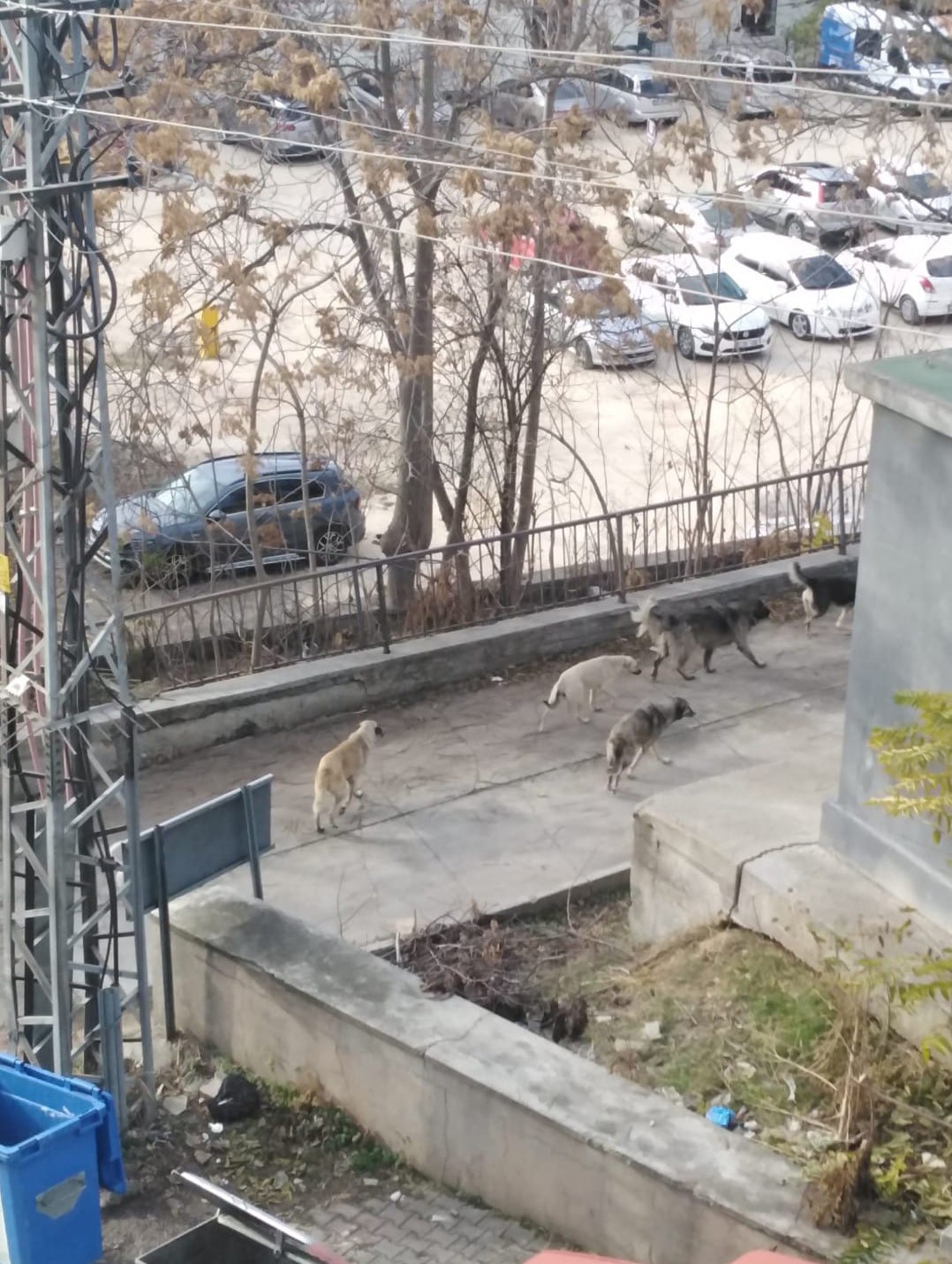 Bilecik’te başıboş köpekler yüzünden vatandaşlar sokağa çıkamıyor
