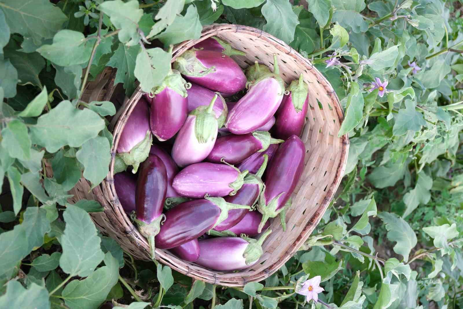 Nevşehir’in coğrafi işaretli ürünleri artırılacak