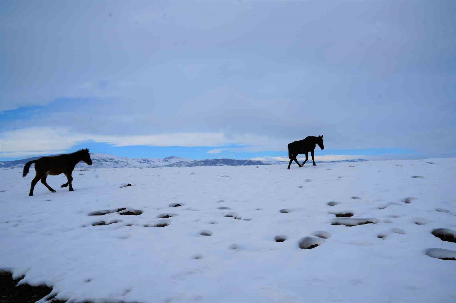 Yaz mevsiminde k&ouml;y işlerinde kullanılan atlar kışın doğaya terk ediliyor
