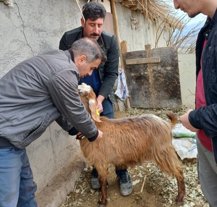 Şırnak’ta hayvan sağlığına yönelik kapsamlı çalışma
