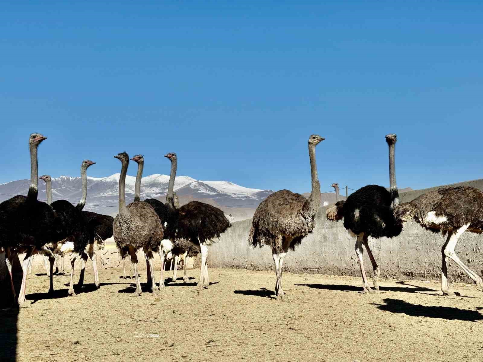 Ağrı Dağı eteklerine kurulan deve kuşu çiftliği ile hayvancılık sektörüne yeni bir soluk getirildi