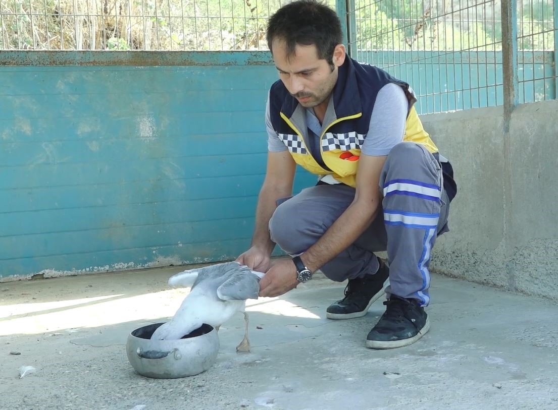 Canlıların hayatına mal olan jiletli teller kaldırılıyor