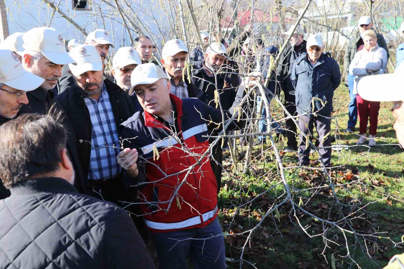 Samsun’da fındık budama yarışması