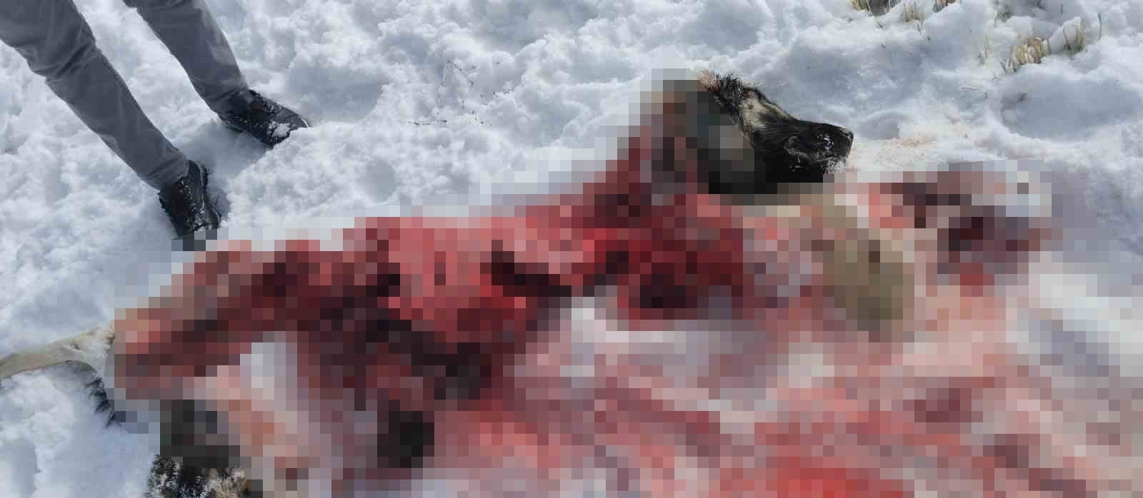 Van&rsquo;da mahalleye inen kurtlar k&ouml;peği par&ccedil;aladı
