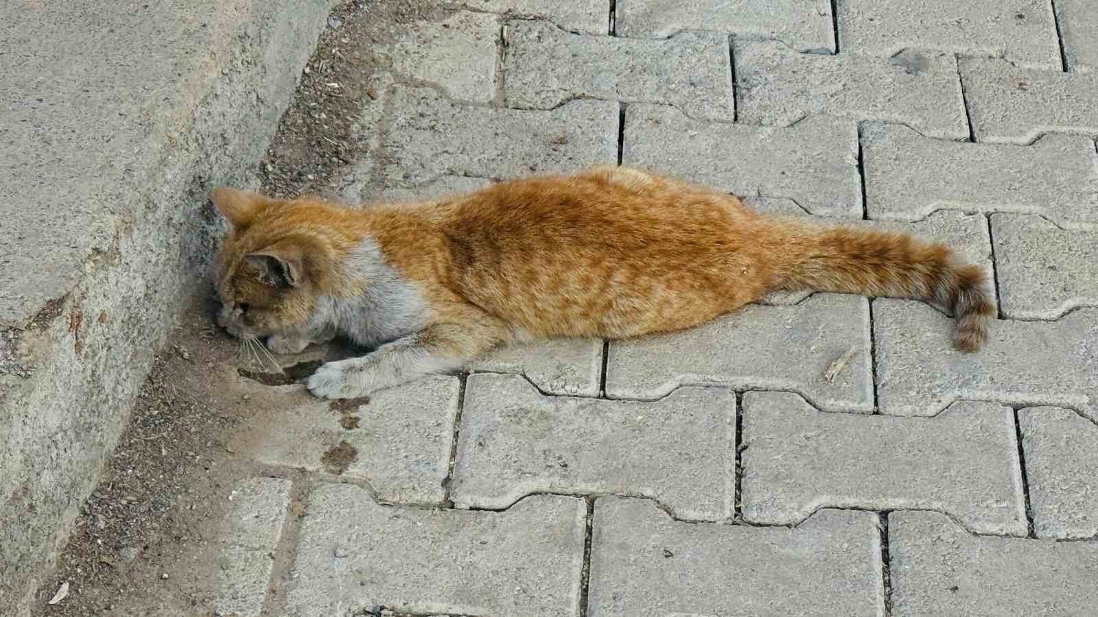 Şırnak’ta can çekişen kedi kalp masajıyla hayata tutundu
