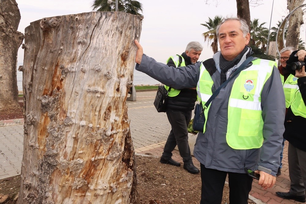 Yalova&rsquo;da tarihi anıt ağa&ccedil;lar uzmanlar tarafından incelendi
