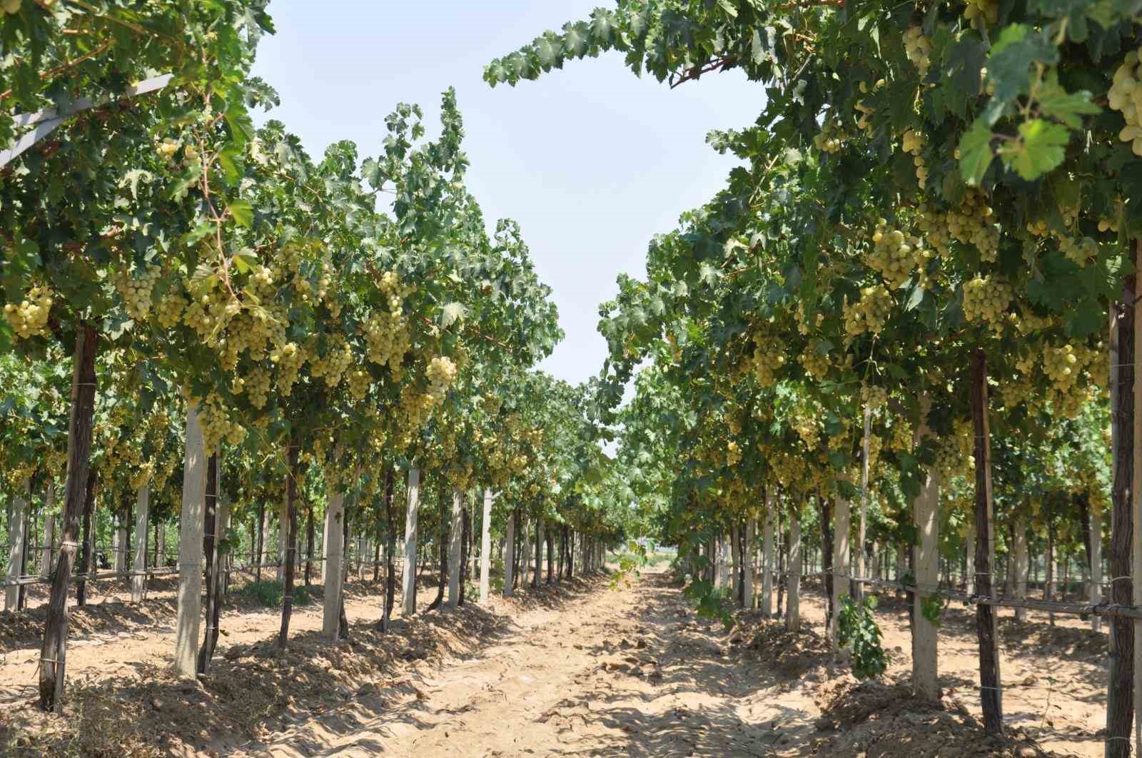 Gaziantep &uuml;z&uuml;m &uuml;retiminde 5. sırada
