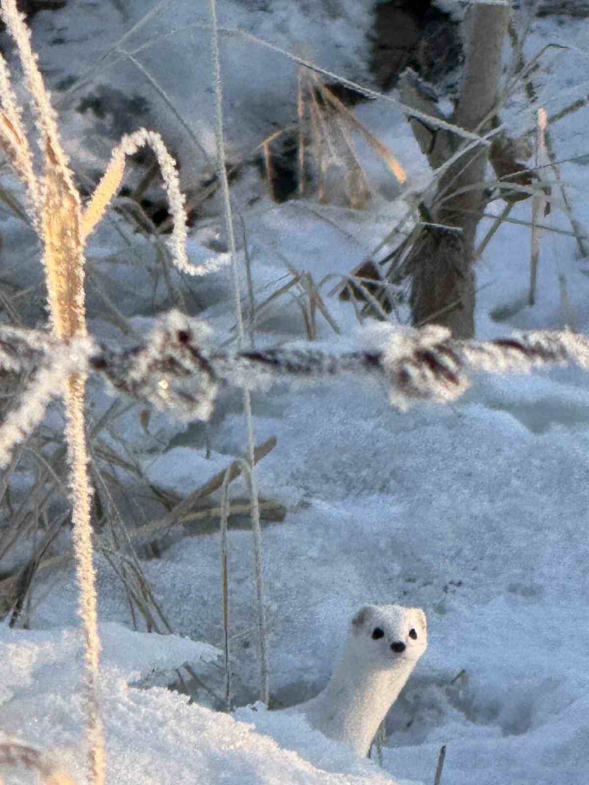 Yüksekova’da beyaz gelincik görüntülendi