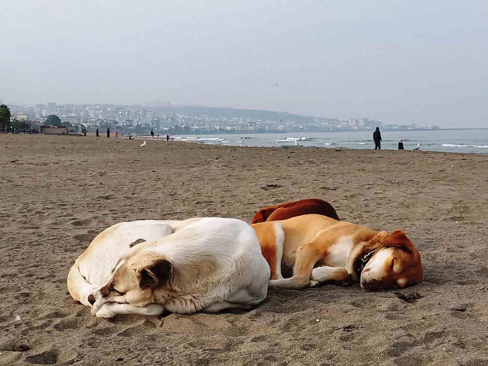 Samsun&rsquo;da 6 bin 302 kedi ve k&ouml;peğe &ccedil;ip takıldı
