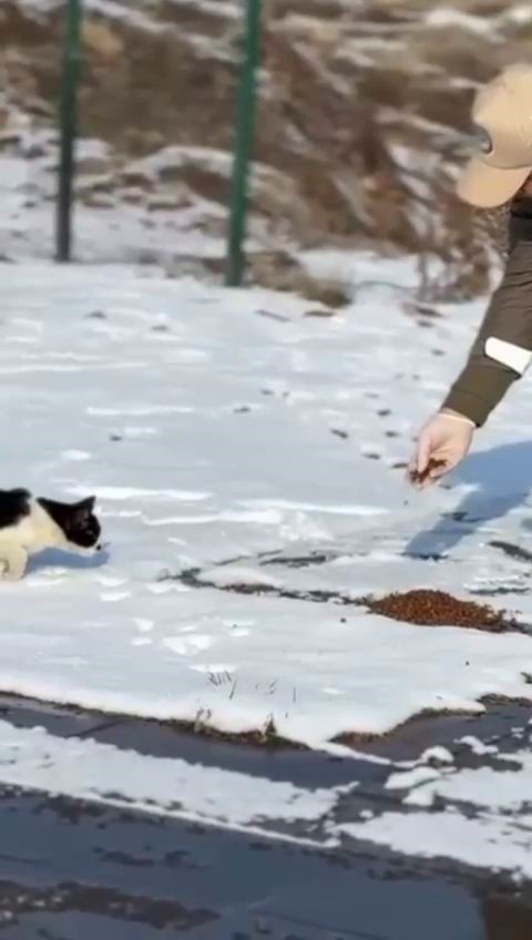 Bingöl’de polisler sokak hayvanlarını unutmadı
