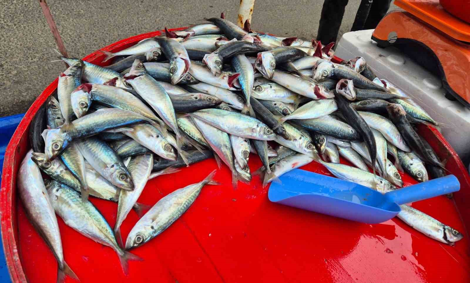 Tekirdağ’da uskumru, istavrit ve mezgidin kilosu 100 liradan satılıyor
