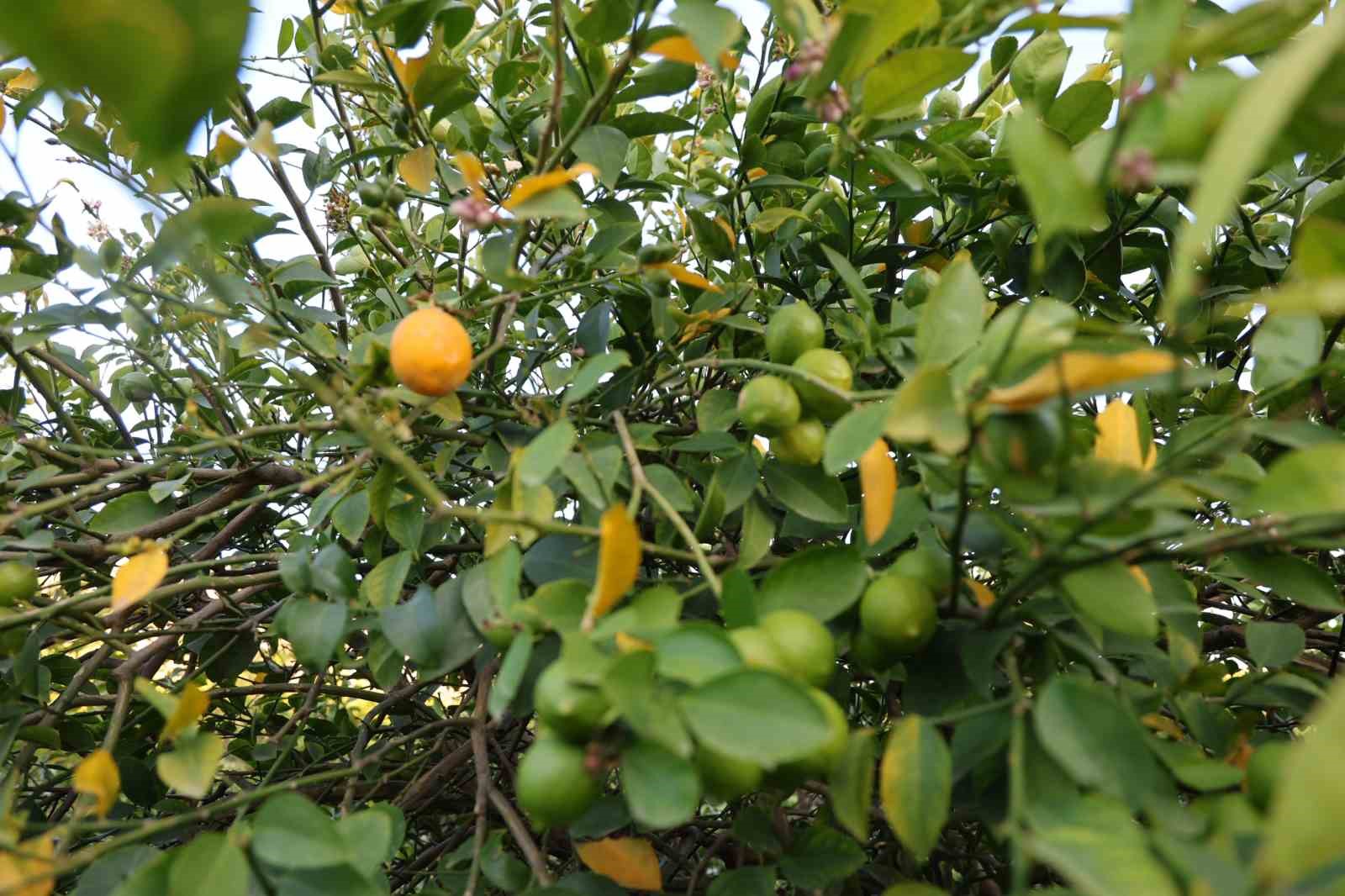 Adana&rsquo;da sıcak hava ağa&ccedil;ları erken uyandırdı, barajlardaki korkutan seviye havadan g&ouml;r&uuml;nt&uuml;lendi
