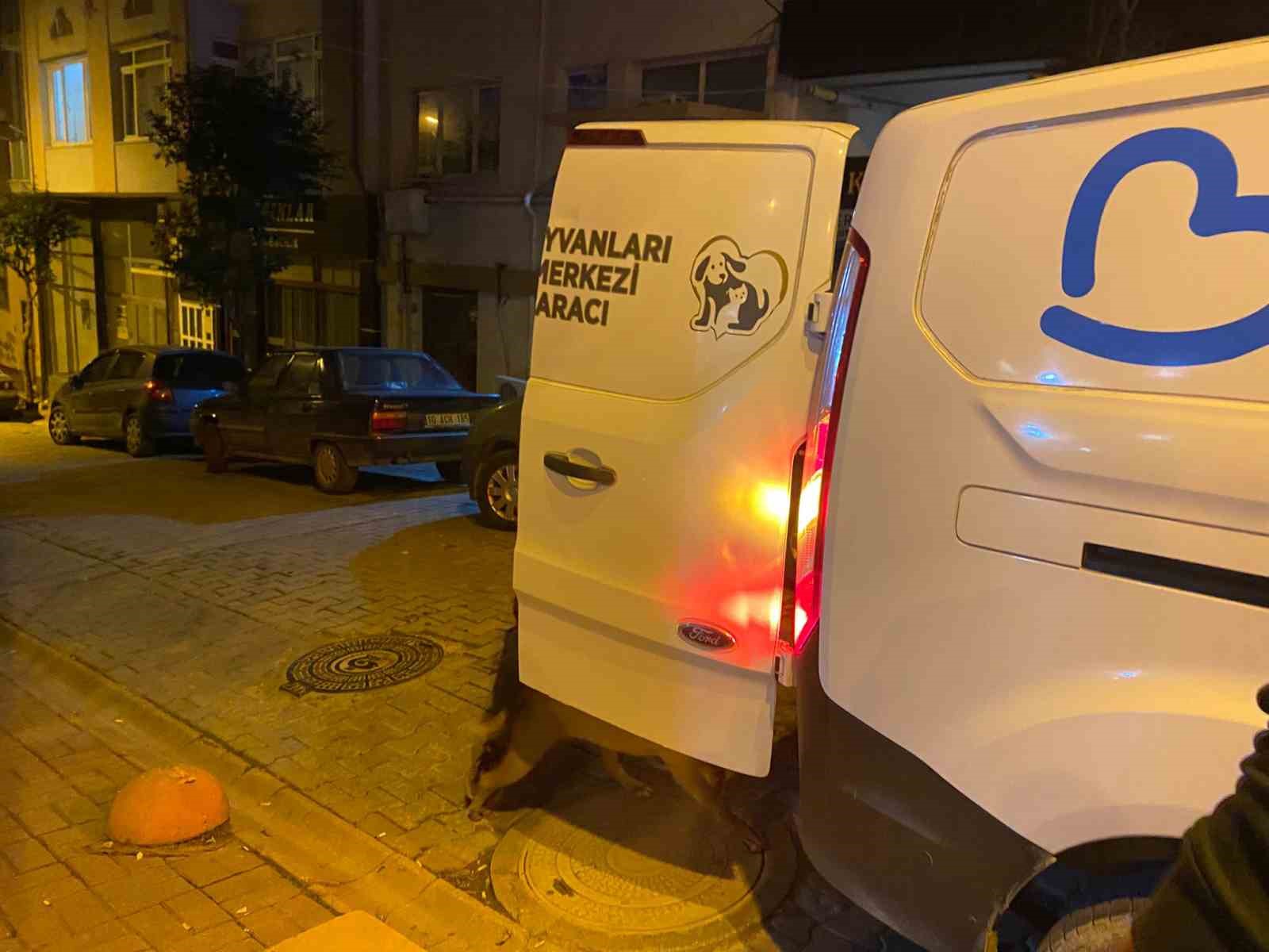 Bandırma&rsquo;da elinden kurtulan pitbull sokak k&ouml;peğine saldırdı
