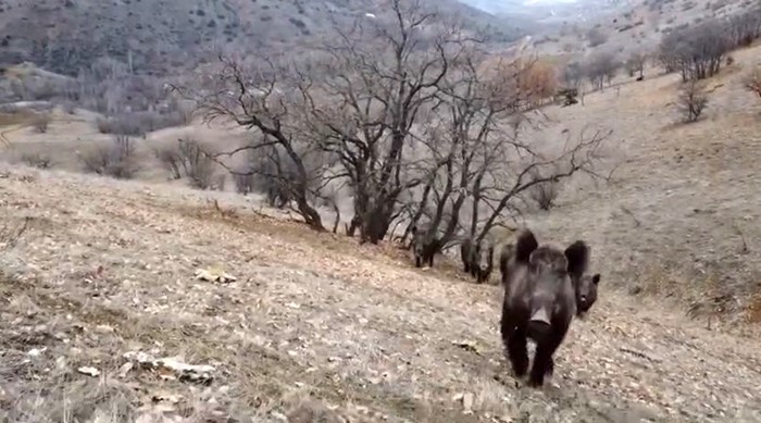 Elazığ’da domuz sürüleri görüntülendi