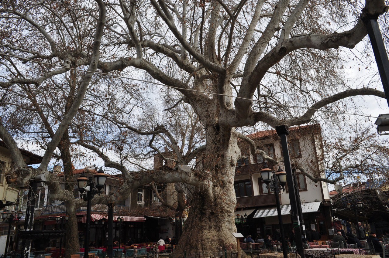 Yalva&ccedil;&rsquo;ın 825 yıllık &ccedil;ınar ağacı tarihe k&ouml;kl&uuml; bir tanıklık yapıyor
