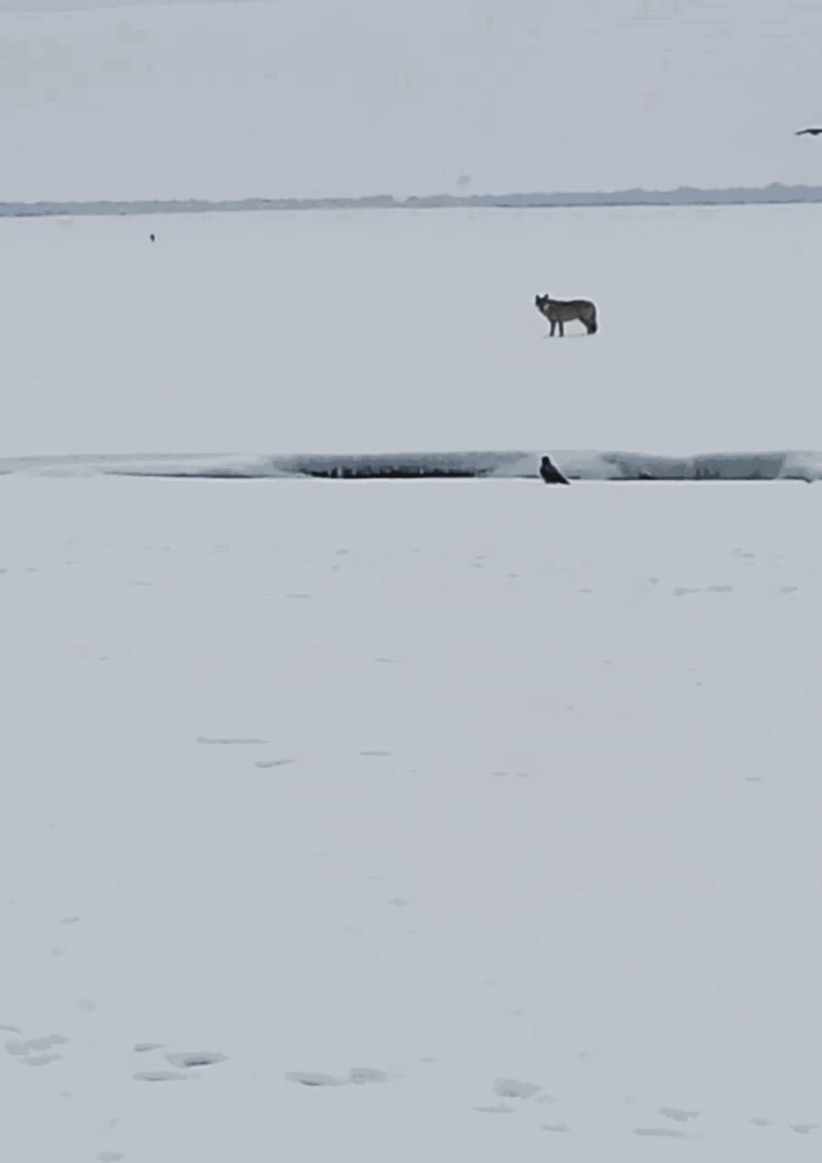 Ardahan’da arazide leşle beslenen kurt görüntülendi