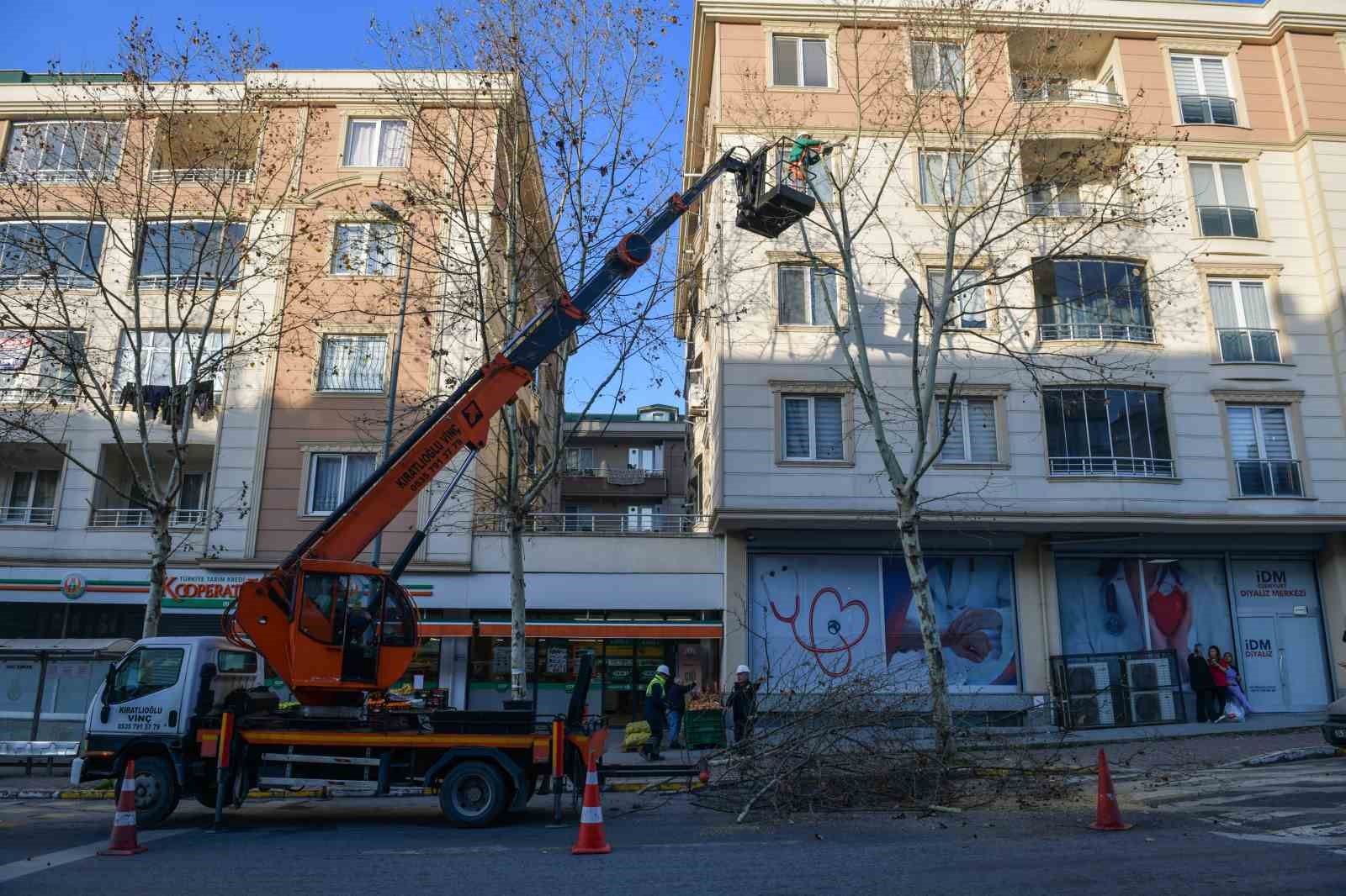 Esenyurt’ta ağaçlar budama çalışmalarıyla güçleniyor