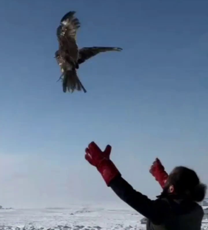 Kara &ccedil;aylaklar &ouml;zg&uuml;rl&uuml;ğe u&ccedil;tu
