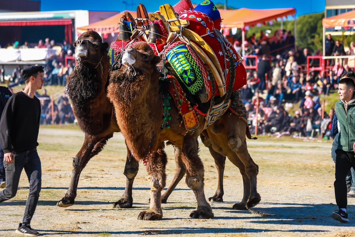 Balıkesir&rsquo;de deve g&uuml;reşi heyecanı yaşandı
