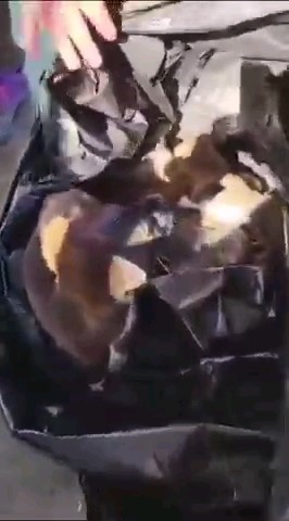 &Ccedil;&ouml;pe atılan yavru k&ouml;peklerle ilgili 2 kişi g&ouml;zaltına alındı
