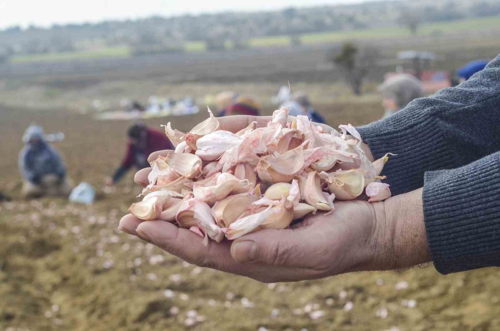 Taşköprü sarımsağı toprakla buluştu
