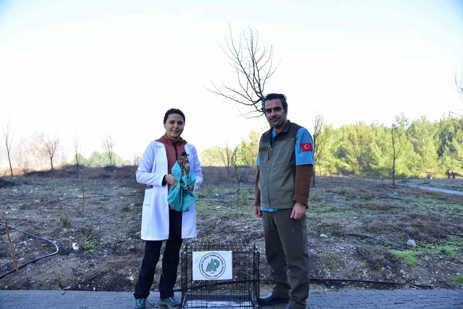 Bitkin halde bulunan şahin tedavi edilerek doğaya salındı
