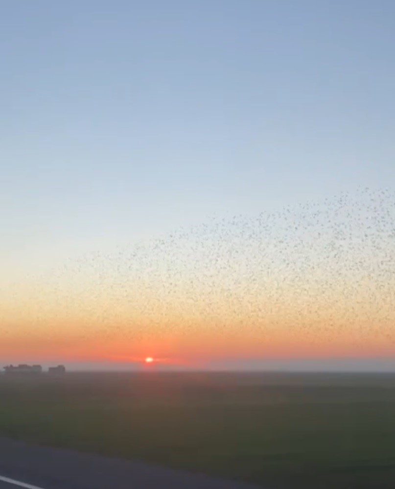 Şırnak’ta kuşlardan görsel şölen