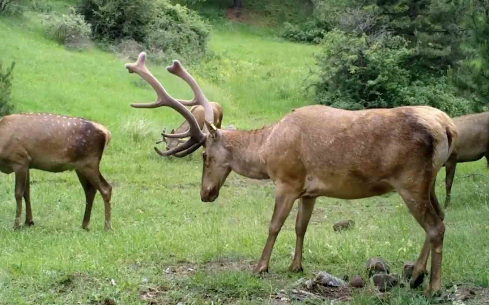 Çorum’daki yaban hayatı fotokapana yansıdı