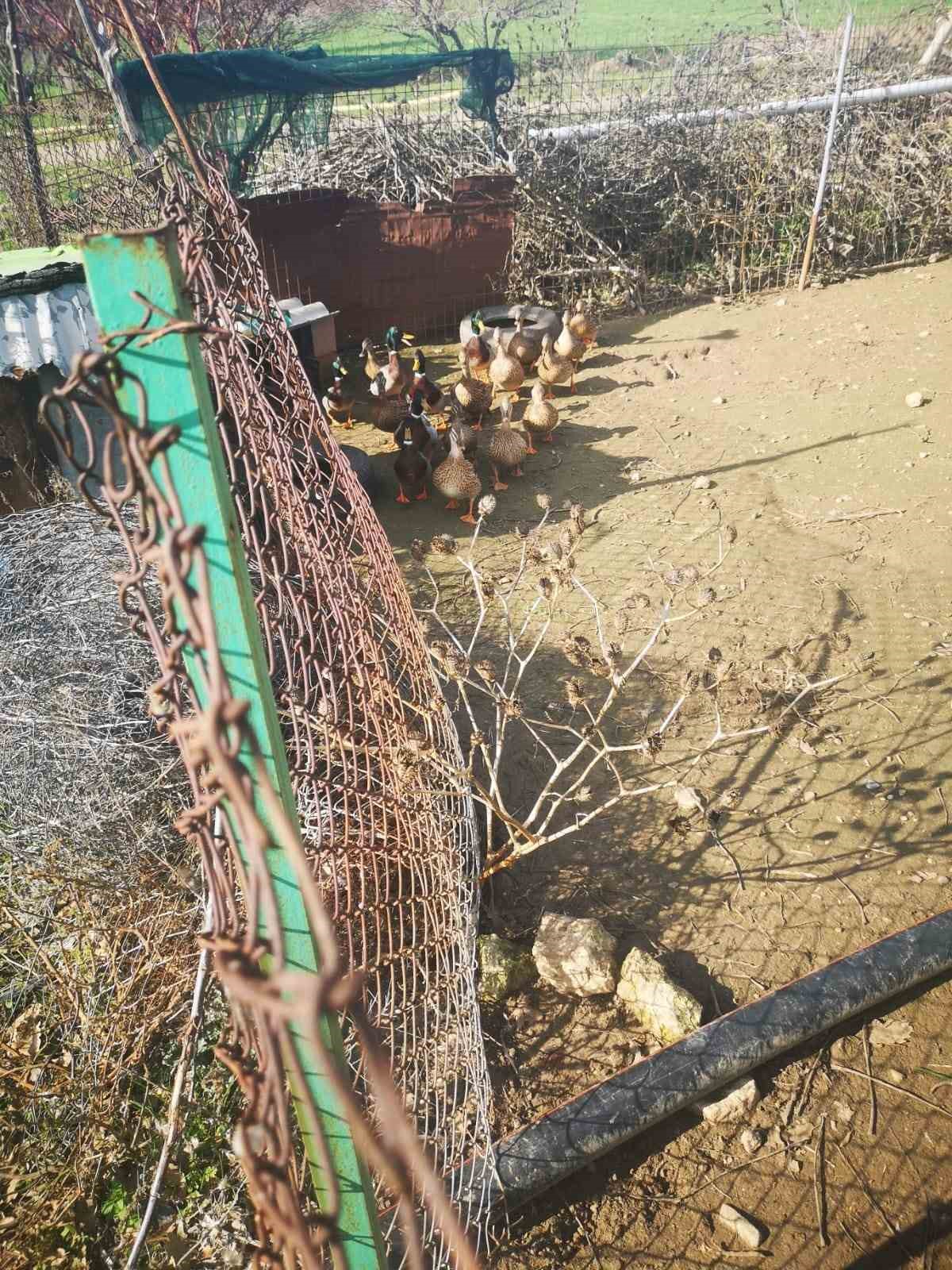 &Ccedil;anakkale&rsquo;de ka&ccedil;ak av operasyonuna 70 bin TL ceza
