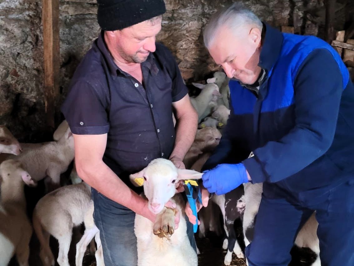 Pınarhisar’da küçükbaş hayvanların küpeleri takıldı
