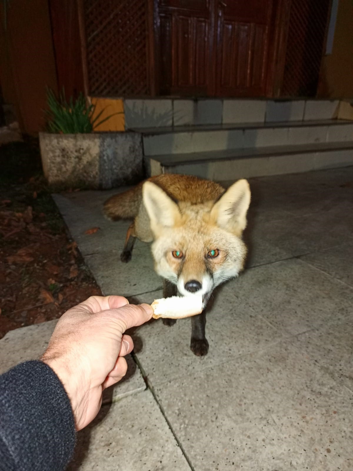 Misafirhane g&ouml;revlisi, a&ccedil; tilkiyi elleriyle besledi
