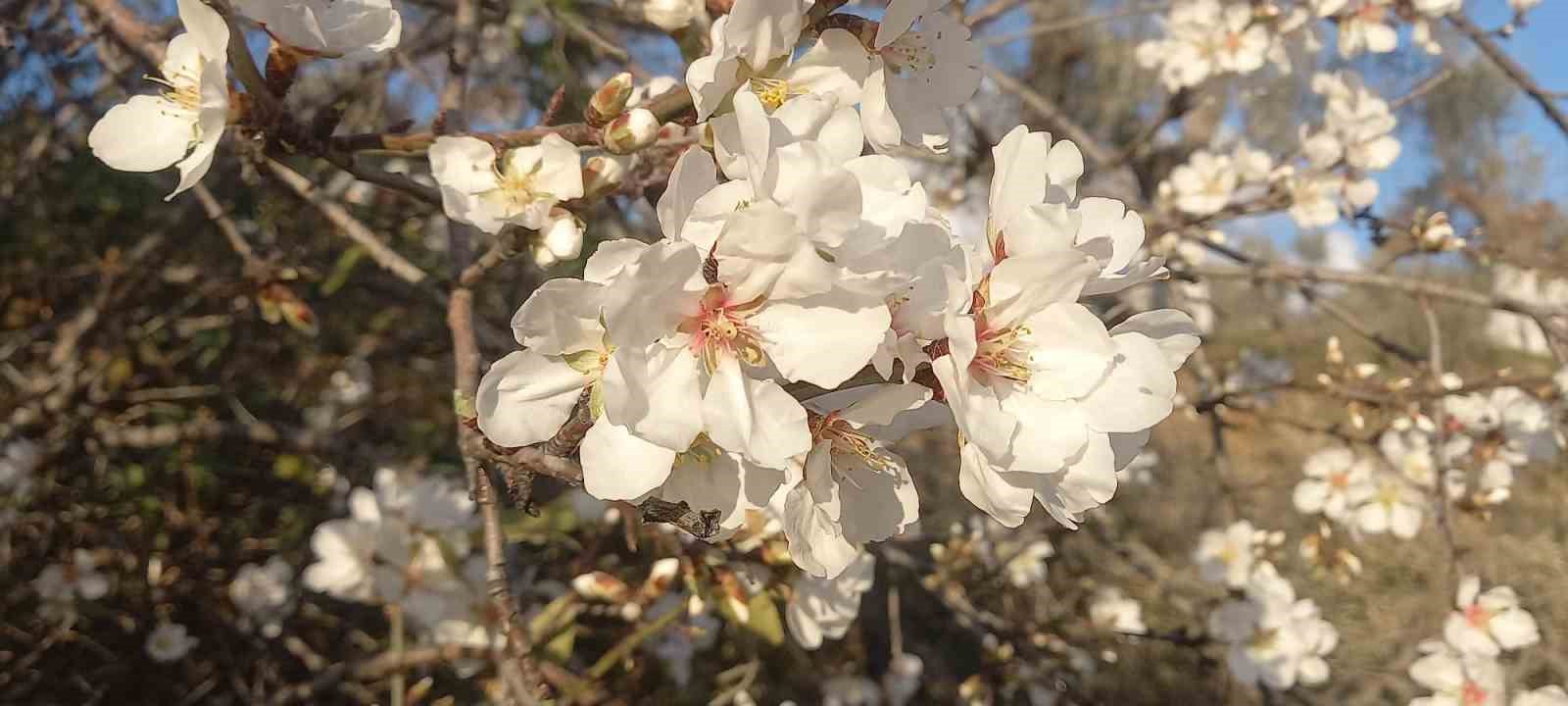 Kuşadası’nda bahar erken geldi
