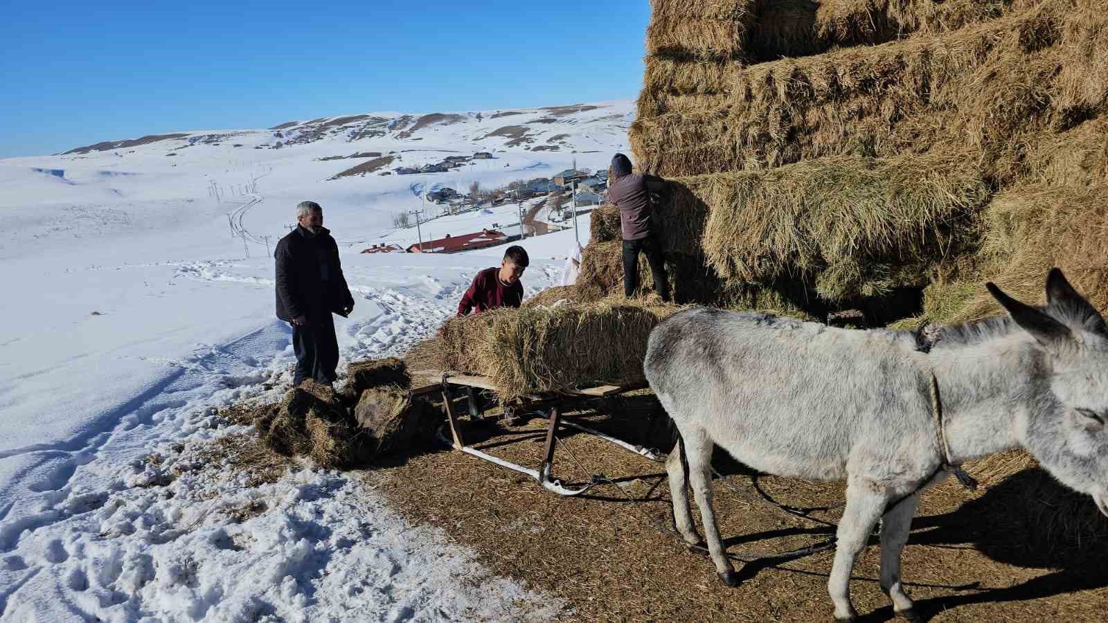 Sütey Yaylası’nda çiftçilerin zorlu kış mesaisi devam ediyor
