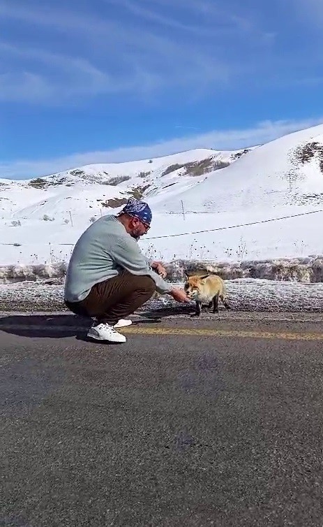 Yol kenarında g&ouml;rd&uuml;ğ&uuml; tilkiyi eliyle besledi
