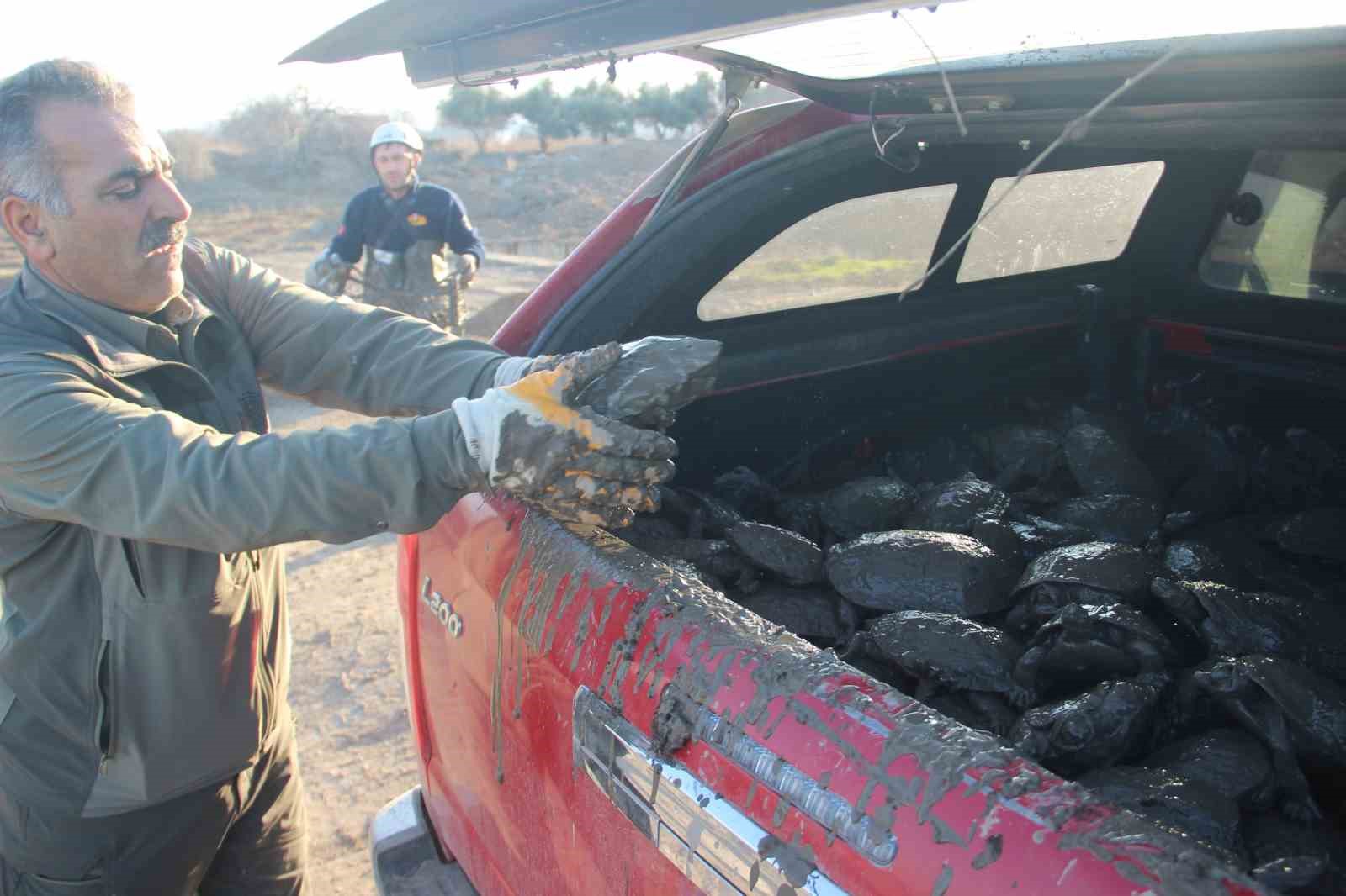 Şanlıurfa&rsquo;da &ccedil;amur bataklığında mahsur kalan 240 kaplumbağa kurtarıldı
