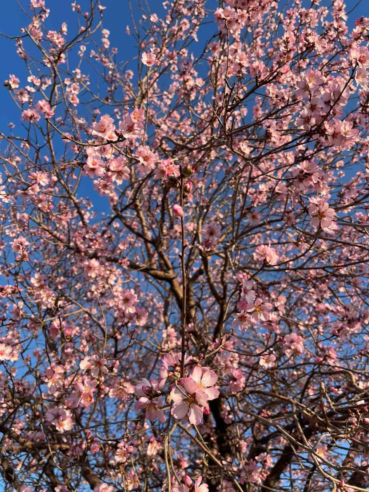 Mardin’de badem ağacı erken çiçek açtı