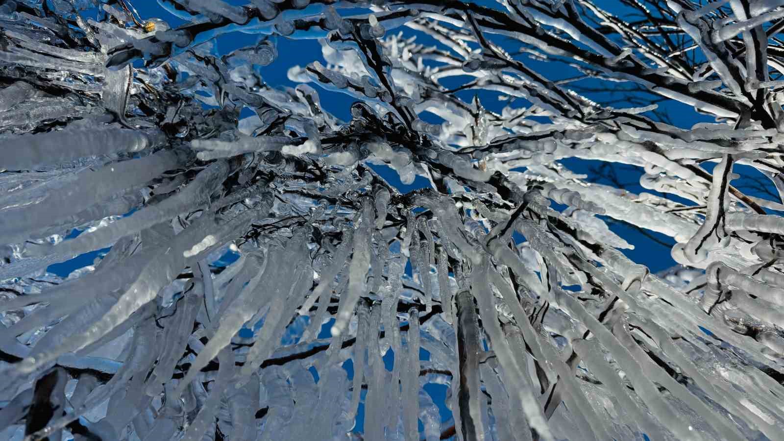 Şırnak’ta ağaçlarda buz sarkıtları oluştu