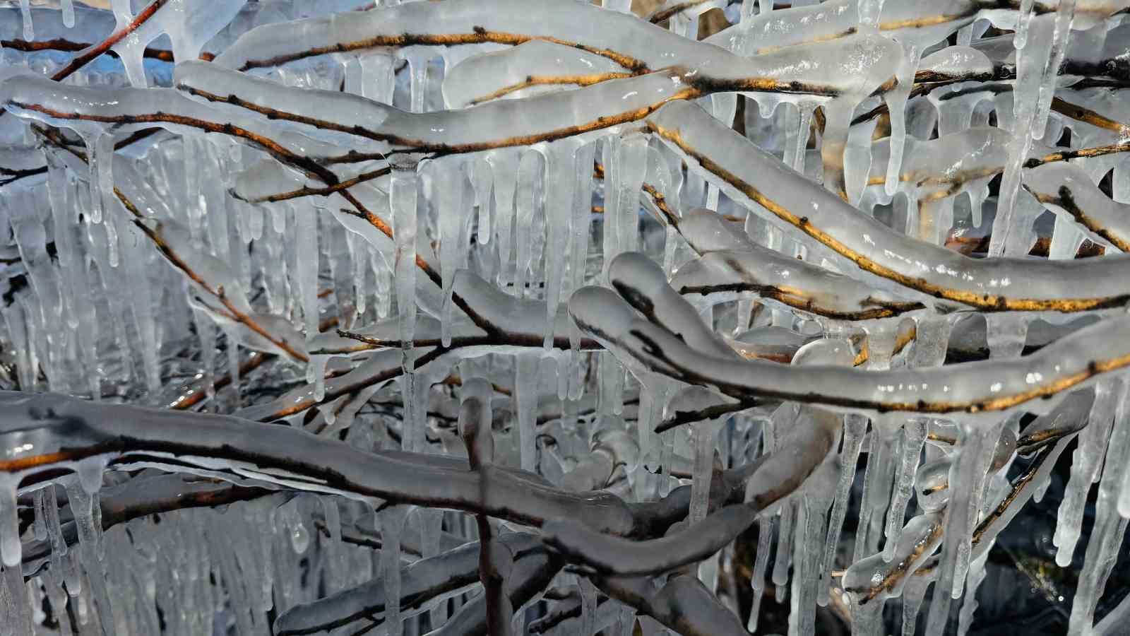 Şırnak’ta ağaçlarda buz sarkıtları oluştu